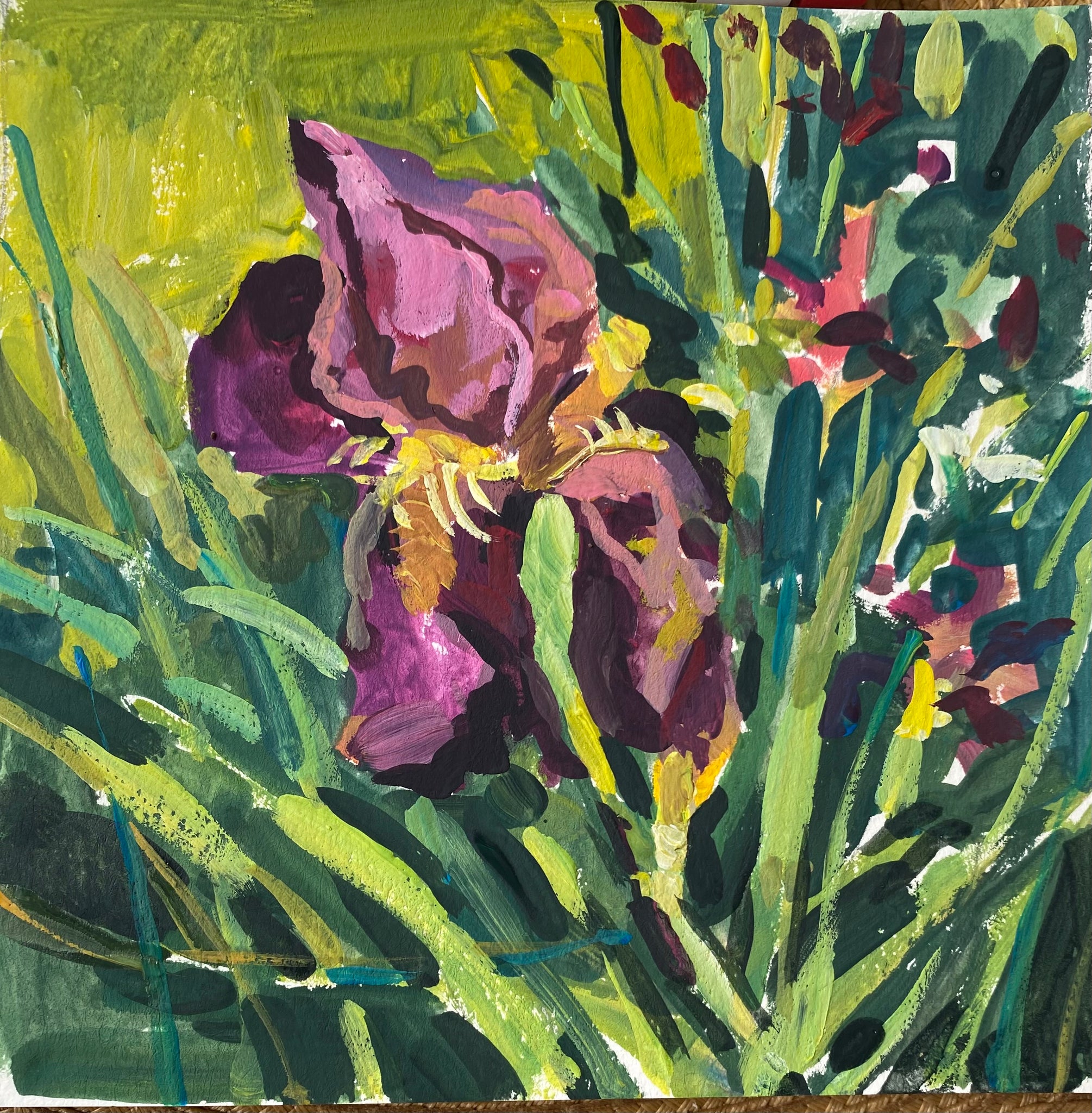 Bearded Iris