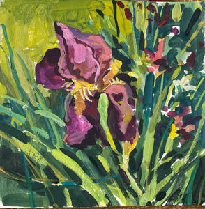 Bearded Iris